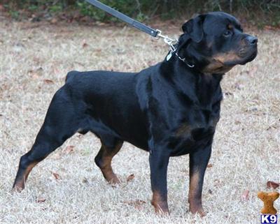 Stud Dogs - Rottweiler